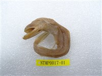 藏品(印度鎌齒魚)的圖片